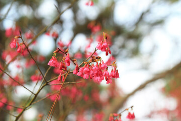 a pink blossom sukura flowers on a spring day