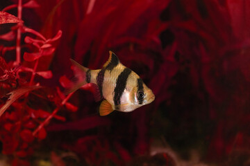 Barb exotic fish in aquarium