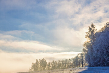 Winter landscape by a hoarfrost covered forest grove