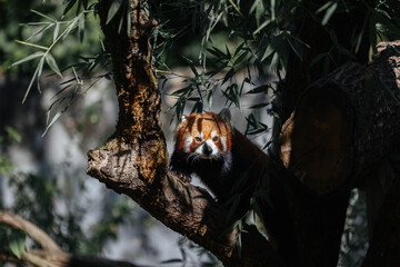 Red panda walking in it's enclosure at the Munich zoo in Germany