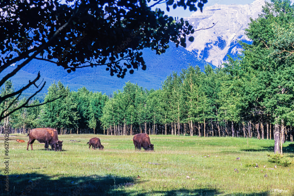 Canvas Prints Bison buffalos grazing on a meadow in a beautiful landscape