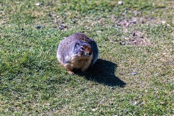 Columbian ground squirrel on a sunny meadow