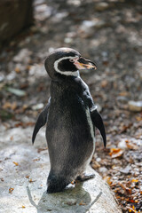 Humboldt penguin at the Munich Zoo
