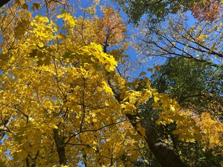 Autumn trees with yellow leaves in the blue sky background