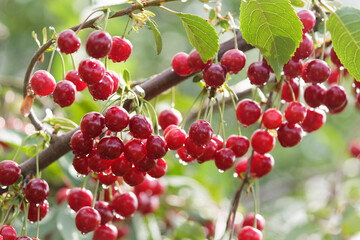 red cherries on a tree in a garden