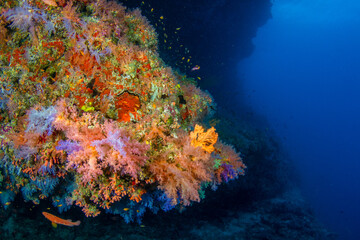 Fototapeta na wymiar Vadhoo caves and soft corals