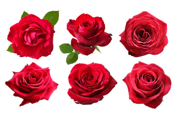 collection red rose flower isolated on white background.