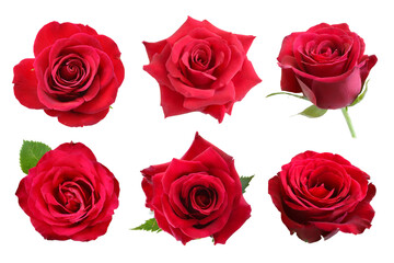 collection red rose flower isolated on white background.