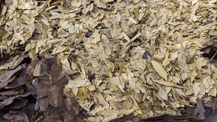 Dry senna sonmukhi or sennas leaves or Senna leaves