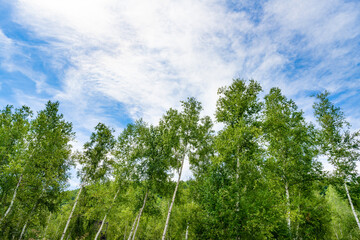 夏の北海道美瑛・富良野　白樺林