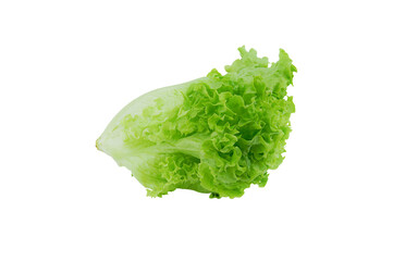 green Oak Lettuce 