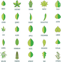 Leaf icons set. Outline illustration of 25 leaf vector icons thin line color flat on white