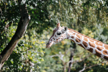 Giraffe at the Munich Zoo