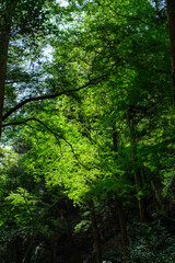 Fototapeta na wymiar The beautiful forest around the walking path in Minoh, Osaka, Japan