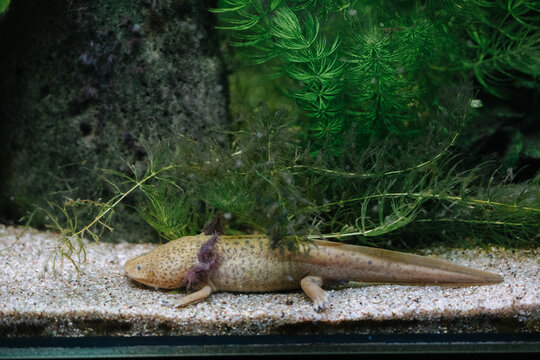 Lake Patzcuaro salamander at the Munich Zoo