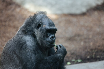 Female gorilla at the Munich Zoo