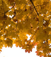 bright yellow autumn maple leaves, natural background, bottom view, season concept