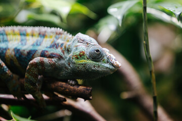 Chameleon at the Munich Zoo