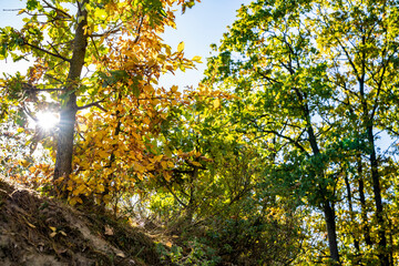 Autumn forest, sun through yellow leaves.