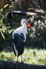 European stork at the Munich Zoo