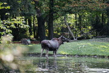 Female moose elk cow at the Munich Zoo