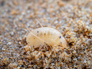 macro close up of a sea flea or sand hopper (Talitrus saltator) on the sea sand with blurred...