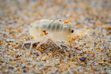 macro close up of a sea flea or sand hopper (Talitrus saltator) on the sea sand with blurred...
