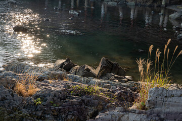 sun rays are reflecting water with rock on the shore.  A becutiful evening ner the sea. The plant with flower is shining with sun rays.