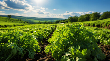 Fototapeta na wymiar Carrot greens in high quality fields for daily nutritional needs. Generative AI
