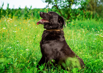 A black labrador sitting on green grass sideways. He breathes through his mouth and shows his tongue. The dog is homeless and unkempt. He looks up. The photo is blurred