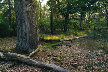Piękne stare drzewa w kampinoskim parku narodowym. las pod Warszawą © af-mar