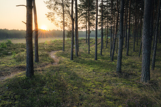 Wschód słońca na polanie w lesie, Kampinoski Park Narodowy. Leśna ścieżka o wschodzie słońca 