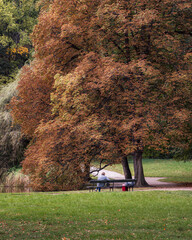 Człowiek siedzący na ławce w parku jesienią pod drzewem. Kolorowe liście drzew jesienią - obrazy, fototapety, plakaty