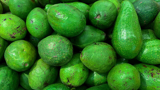 pile of avocados at the traditional market 