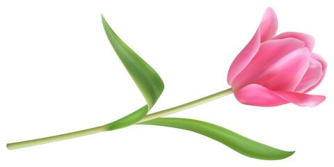 Obraz premium Tulip pink flower. Realistic plant. Beautiful blossom with green leaves. Wedding and 8 march invitation and greeting card floral summer decorative. Bouquet isolated. Vector botanical illustration