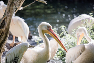 Pelican at the Munich Zoo