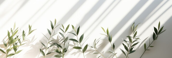 shadow shade tewxture from tree leaf and sun light shade on white wall product space showcase template background