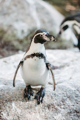 Obraz premium Humboldt penguin at the Munich Zoo