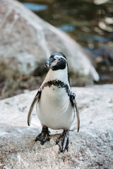 Humboldt penguin at the Munich Zoo