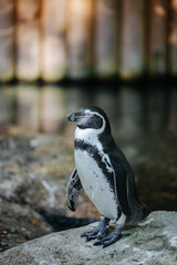 Humboldt penguin at the Munich Zoo