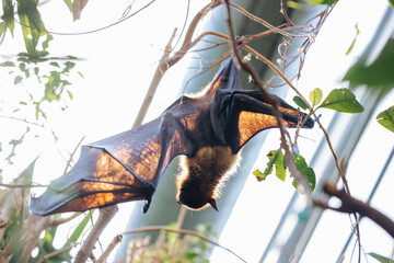Male flying fox hanging upside down at the Munich zoo