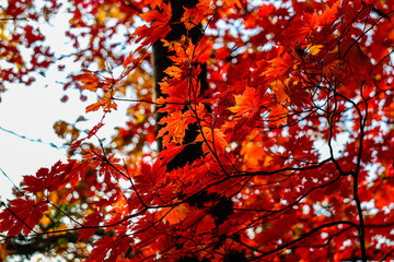 Red maple leaves. Beautiful autumn background.