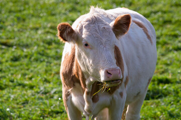 without horns, a lucky cow on the green field at a cold sunny autumn morning