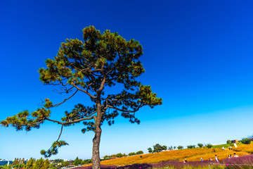 Fototapeta na wymiar 눈부신 푸른 하늘과 소나무