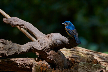 Hill blue flycatcher on the wood
