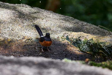 Obraz premium White-rumped shama bird on rock