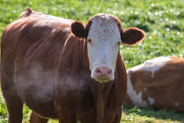 without horns, a lucky cow on the green field at a cold sunny autumn morning