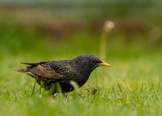 starling on a green meadow
