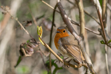 A robin sits on a twig with a leaf bud - obrazy, fototapety, plakaty