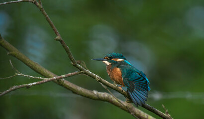 Kingfisher  - Zimorodek
